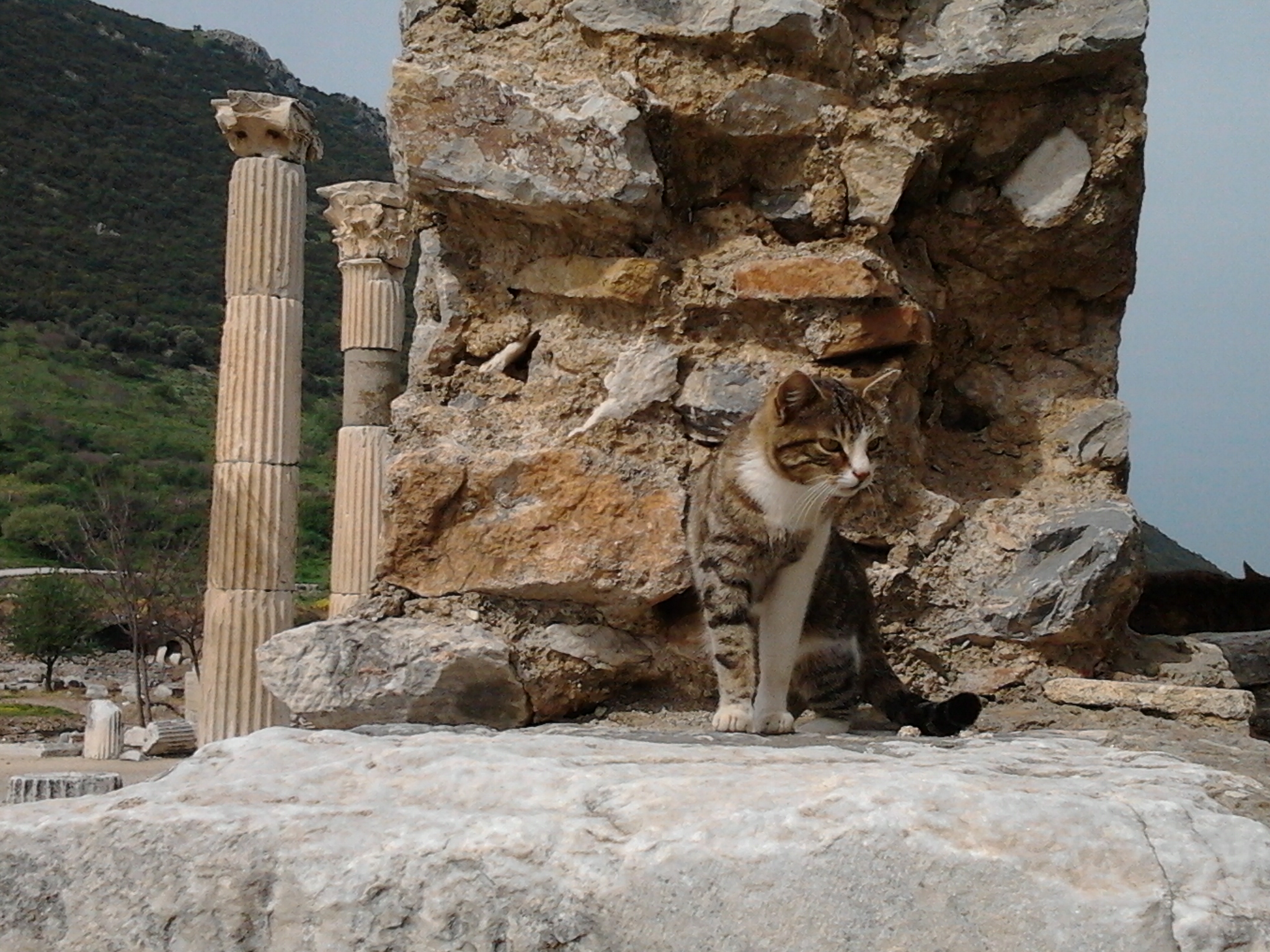 土耳其 Ephesus 貓